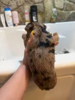 Arlo, a male Yorkshire Terrier for sale in Winston-Salem, NC – Photo 5 of 5