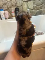 Arlo, a male Yorkshire Terrier for sale in Winston-Salem, NC – Photo 3 of 5