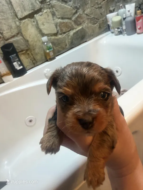 Arlo – Yorkshire Terrier puppy for sale in Winston-Salem, NC