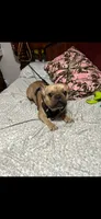 Max, a male French Bulldog for sale in Phoenix, AZ – 2 of 3