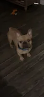 Max, a male French Bulldog for sale in Phoenix, AZ – 3 of 3