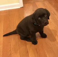 Coco, a female Labrador Retriever for sale in Charlotte, NC – 1 of 1