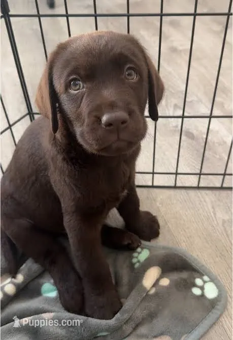 Moose – Labrador Retriever puppy for sale in Charlotte, NC
