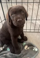 Moose, a male Labrador Retriever for sale in Charlotte, NC – 1 of 1