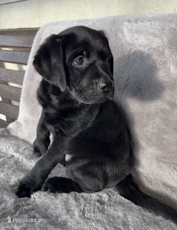 Eva – Labrador Retriever puppy for sale in Charlotte, NC