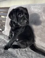 Eva, a female Labrador Retriever for sale in Charlotte, NC – 1 of 1
