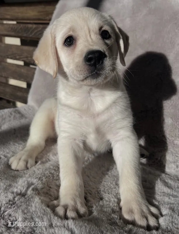 Sony – Labrador Retriever puppy for sale in Charlotte, NC