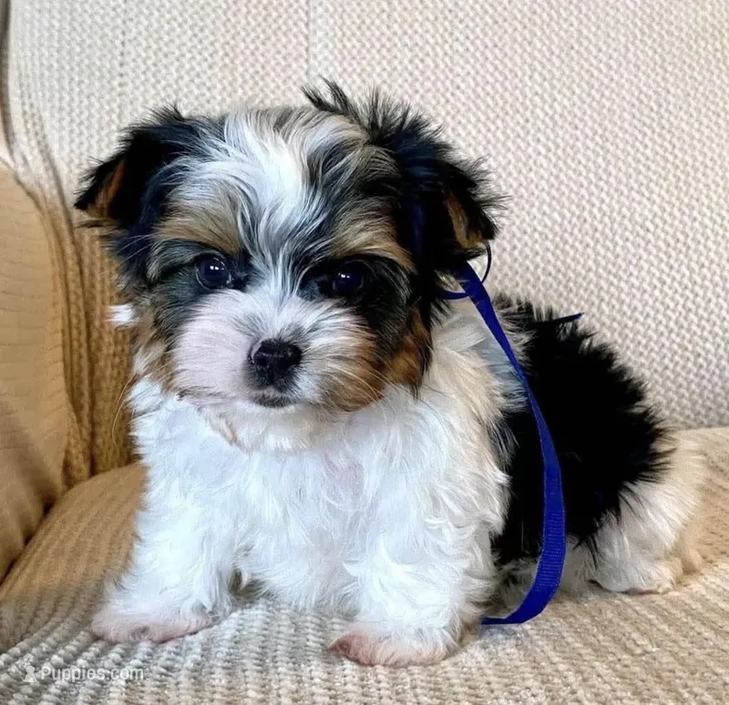 Dorene  – Shih Tzu puppy for sale in Charlotte, NC