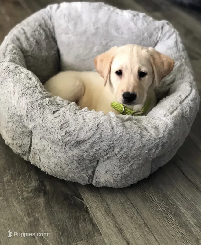 Gina – Labrador Retriever puppy for sale in Charlotte, NC