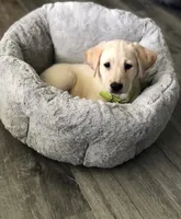 Gina, a female Labrador Retriever for sale in Charlotte, NC – 1 of 1