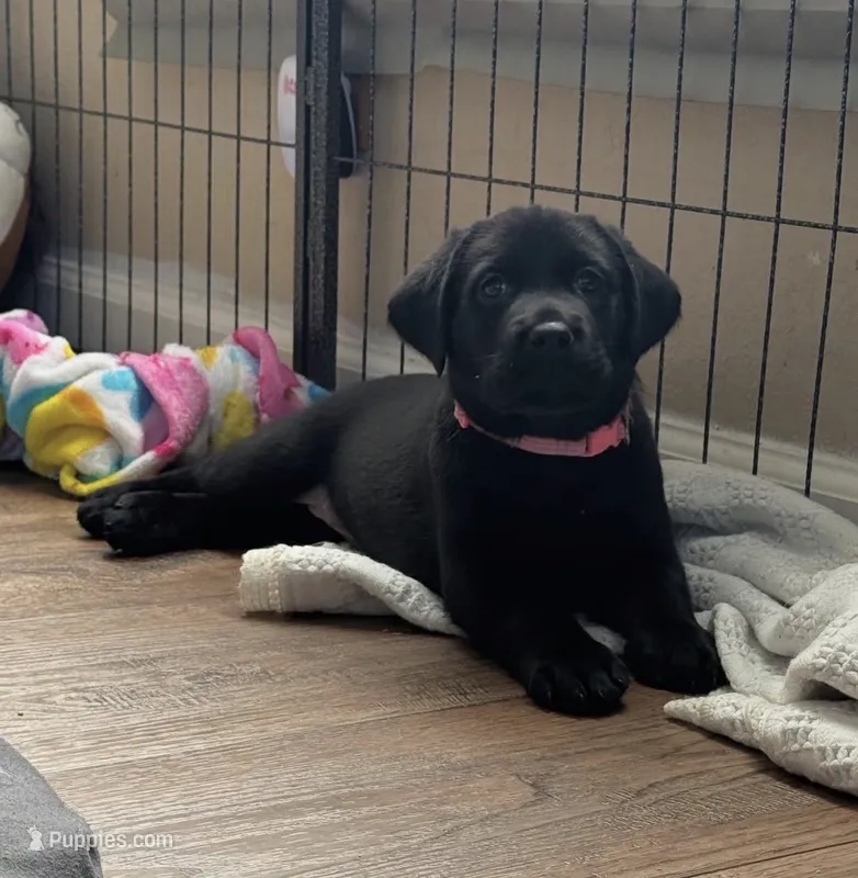 Shadow – Labrador Retriever puppy for sale in Charlotte, NC