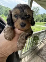 Little shaded red 🧡, a male Doxiepoo and Miniature Dachshund for sale in Warsaw, OH – 3 of 8
