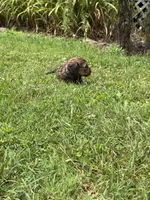 💙 Shaded red boy, a male Doxiepoo and Miniature Dachshund for sale in Warsaw, OH – 4 of 9