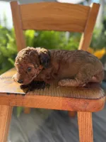 Curly red , a female Doxiepoo for sale in Warsaw, OH – 2 of 3