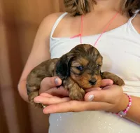 Dapple male , a male Doxiepoo for sale in Warsaw, OH – 7 of 10