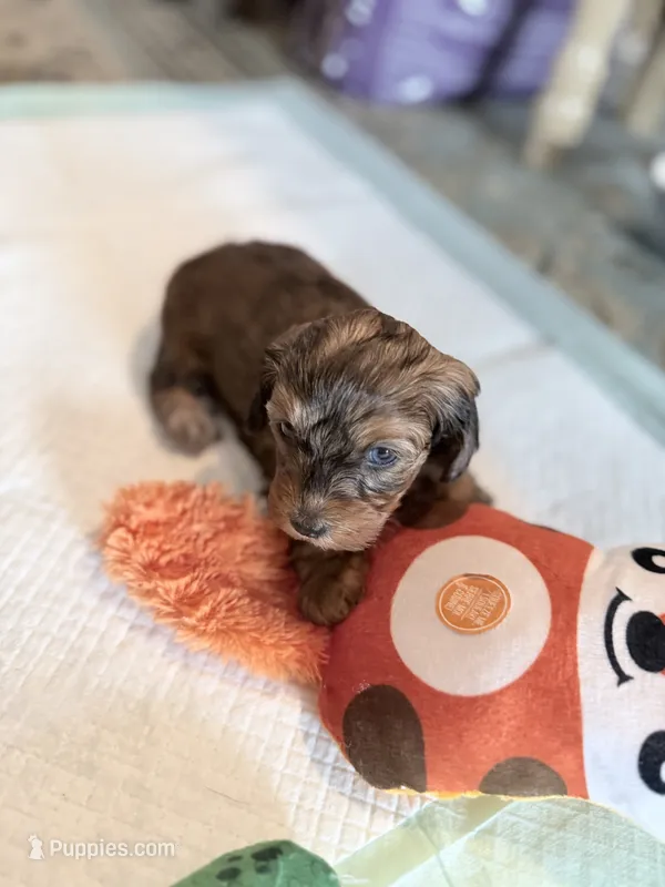 Dapple male  – Doxiepoo puppy for sale in Warsaw, OH