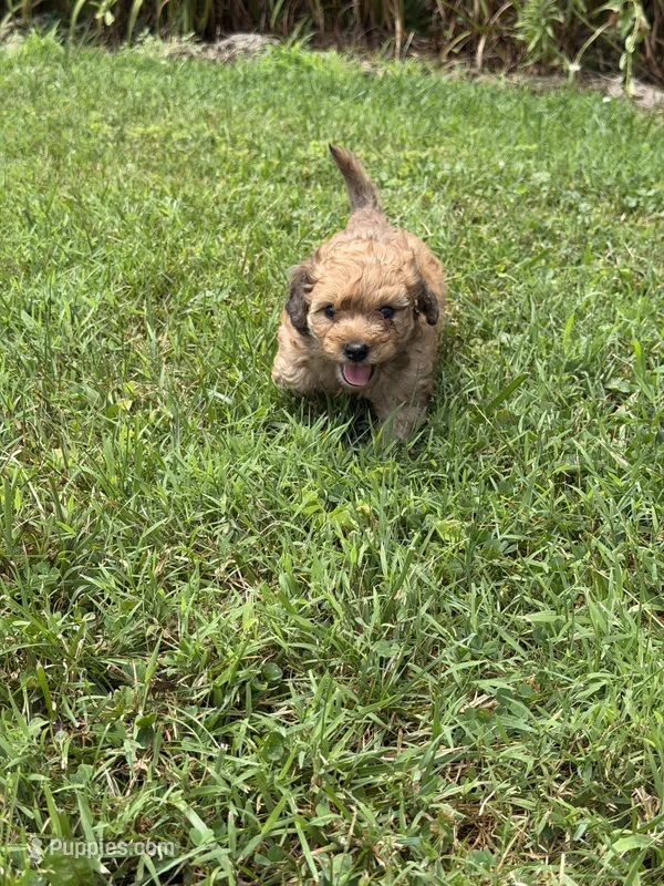 💚 Shaded cream – Doxiepoo, Miniature Dachshund puppy for sale in Warsaw, OH