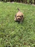 💚 Shaded cream, a male Doxiepoo and Miniature Dachshund for sale in Warsaw, OH – 1 of 10