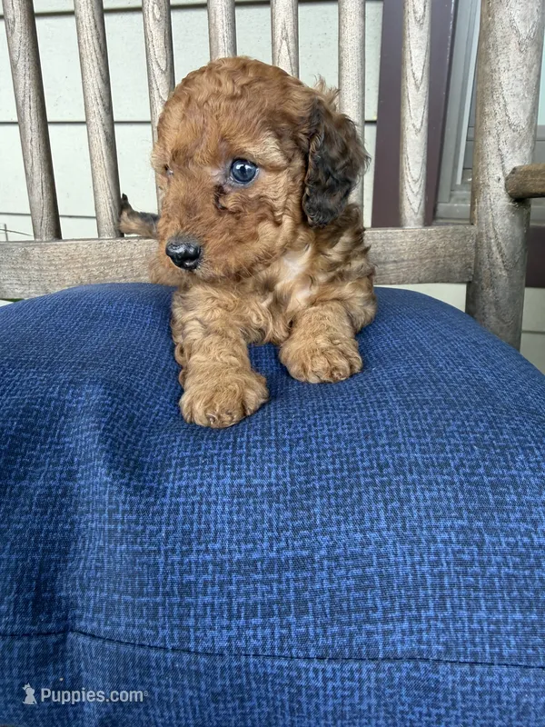 Little red 💜 female – Doxiepoo puppy for sale in Warsaw, OH