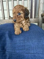 Little red 💜 female, a female Doxiepoo for sale in Warsaw, OH – 1 of 8