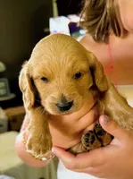 Little cream boy 💛, a male Doxiepoo for sale in Warsaw, OH – 4 of 9