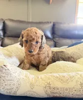 Little red 💜 female, a female Doxiepoo for sale in Warsaw, OH – 3 of 8