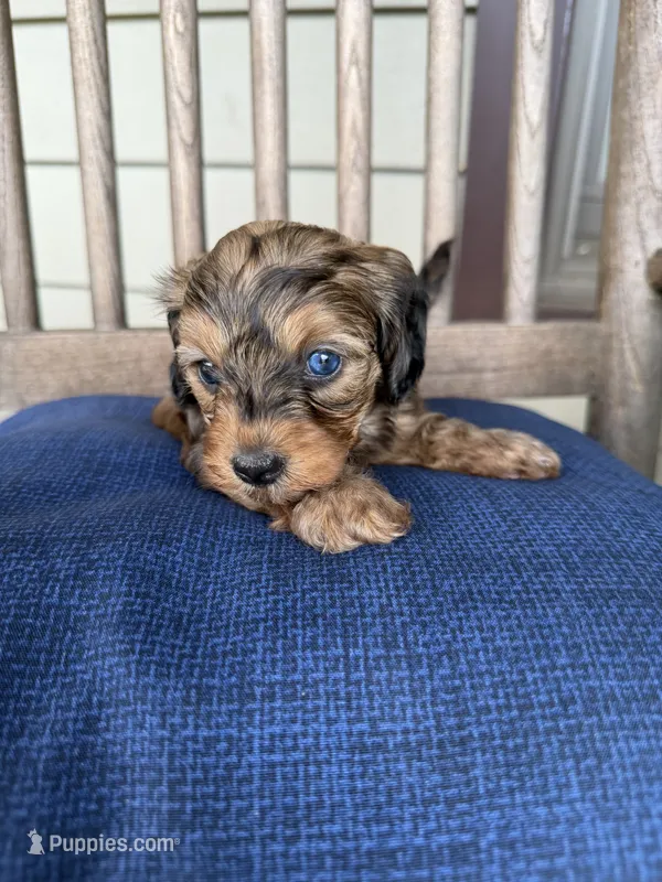 Little shaded red male 🧡 – Doxiepoo puppy for sale in Warsaw, OH