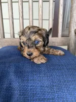 Little shaded red male 🧡, a male Doxiepoo for sale in Warsaw, OH – 1 of 9