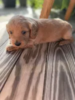 Cream , a male Doxiepoo for sale in Warsaw, OH – 4 of 4
