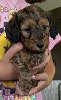 💙 Shaded red boy, a male Doxiepoo for sale in Warsaw, OH – 2 of 8