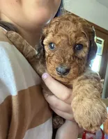 Little red 💜 female, a female Doxiepoo for sale in Warsaw, OH – 5 of 8