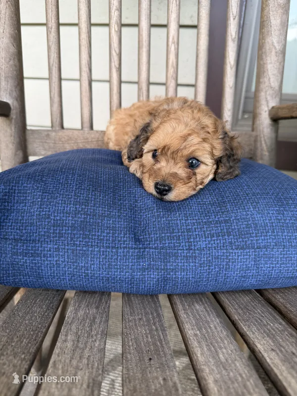 💚 Little shaded cream – Doxiepoo puppy for sale in Warsaw, OH