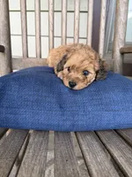 💚 Little shaded cream, a male Doxiepoo for sale in Warsaw, OH – 1 of 9