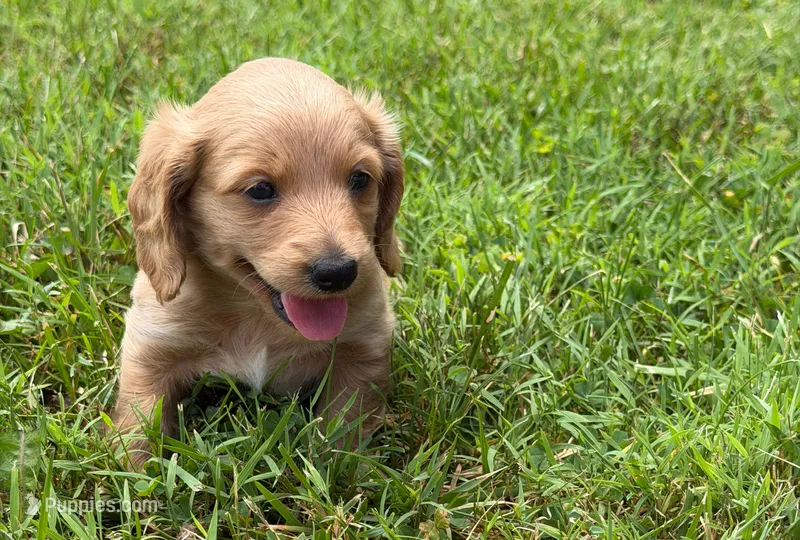 Mr. Cream 💛 – Doxiepoo, Miniature Dachshund puppy for sale in Warsaw, OH