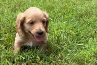 Mr. Cream 💛, a male Doxiepoo and Miniature Dachshund for sale in Warsaw, OH – 1 of 7
