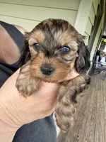 Little shaded red 🧡, a male Doxiepoo and Miniature Dachshund for sale in Warsaw, OH – 2 of 8