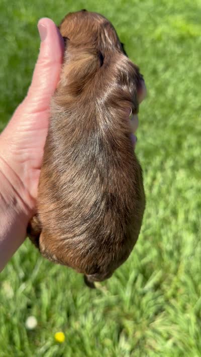 Dapple male , a male Doxiepoo for sale in Warsaw, OH – 10 of 10