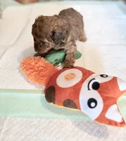 Little red 💜 female, a female Doxiepoo for sale in Warsaw, OH – 6 of 8