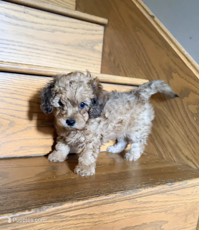 💚 Shaded cream – Doxiepoo, Miniature Dachshund puppy for sale in Fort Knox, KY