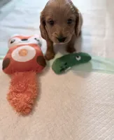 Little cream boy 💛, a male Doxiepoo for sale in Warsaw, OH – 3 of 9