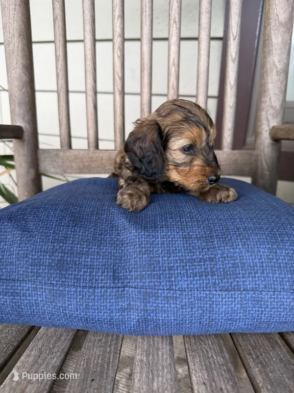 💙 Shaded red boy – Doxiepoo puppy for sale in Warsaw, OH