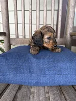 💙 Shaded red boy, a male Doxiepoo for sale in Warsaw, OH – 1 of 8