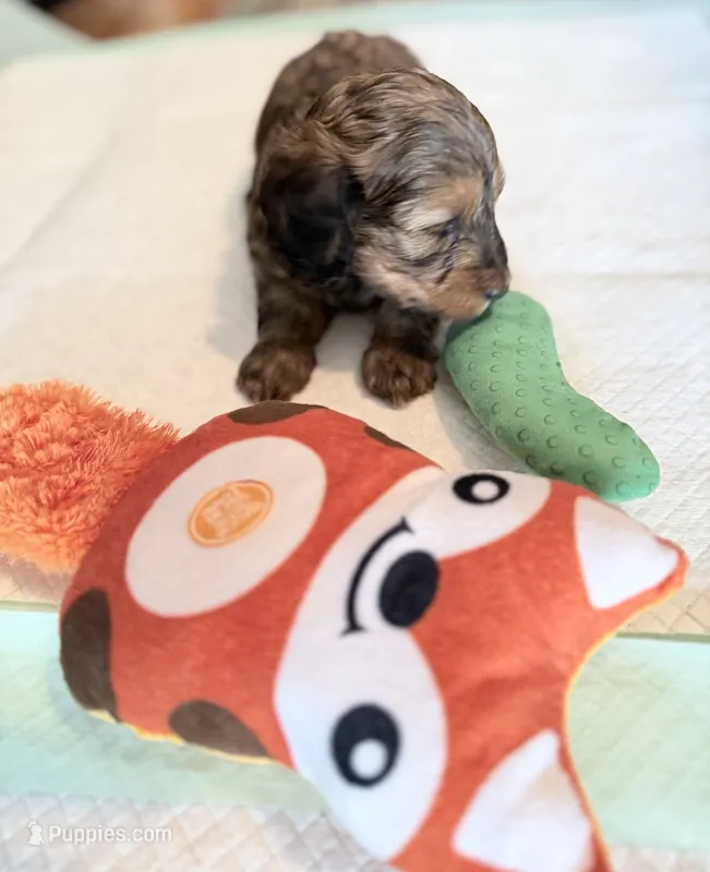 Shaded red  – Doxiepoo puppy for sale in Warsaw, OH