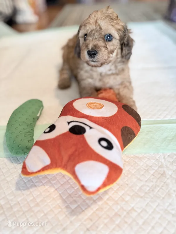 Shaded cream  – Doxiepoo puppy for sale in Warsaw, OH