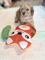 💚 Little shaded cream, a male Doxiepoo for sale in Warsaw, OH – 4 of 9