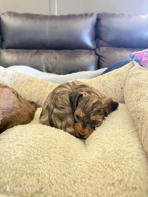 Little Red shaded male  – Doxiepoo puppy for sale in Warsaw, OH