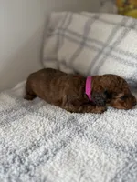 Curly red , a female Doxiepoo for sale in Warsaw, OH – 3 of 3