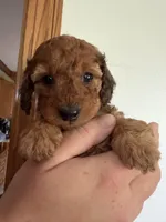 Miss Red 💜 , a female Doxiepoo and Miniature Dachshund for sale in Warsaw, OH – 3 of 7