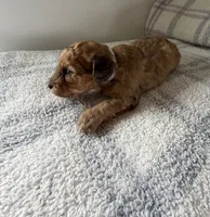 Shaded cream , a male Doxiepoo for sale in Warsaw, OH – 2 of 4