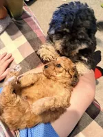💚 Little shaded cream, a male Doxiepoo for sale in Warsaw, OH – 7 of 9